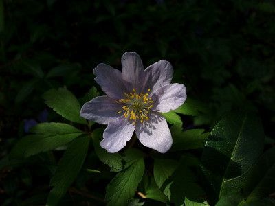 anemone_nemorosa_zartlavendel.jpg
