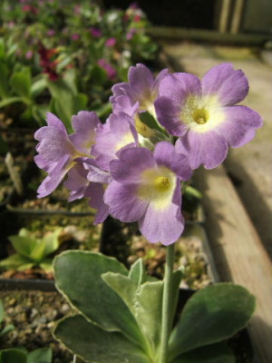 DSCF7675.JPG