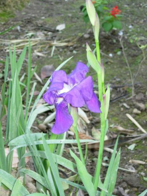 iris_im_palastgarten_sevilla2.jpg