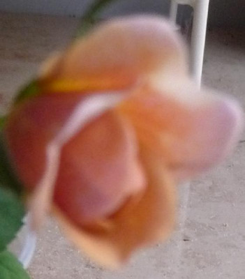 P1000680.JPG