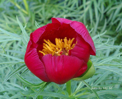 IMGP0972tenuifolia.jpg