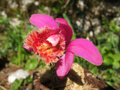 Pleione_Adams_1.JPG