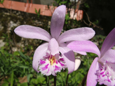 Pleione_yunnanensis_a1.JPG