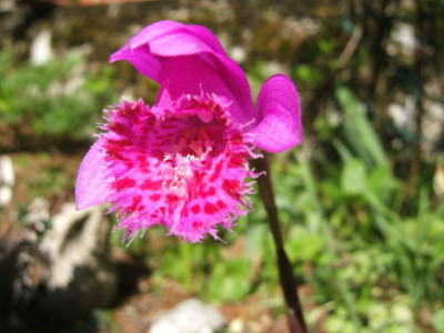 Pleione_Berapi_Purple_Sandpiper_1.JPG