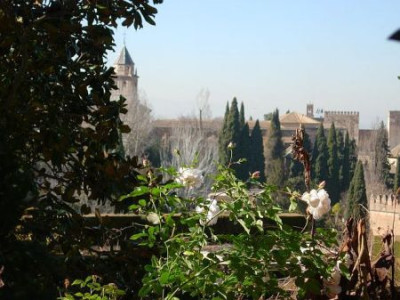 weisse_rose_in_granada_alhambra2.jpg