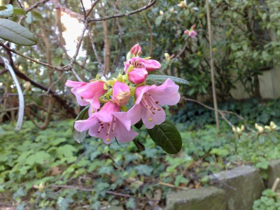 Kopie_von_21042009Rh.glaucophyllum_Branklyn.jpg