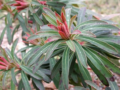 euphorbia_m.jpg