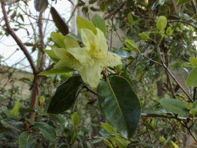Kopie_von_21042009Rh.triflorum.jpg