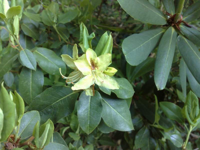 Kopie_von_21042009Rh.triflorum_mahagony_Branklyn.jpg