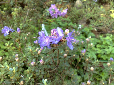 Kopie_von_21042009Rh.telmateium.jpg
