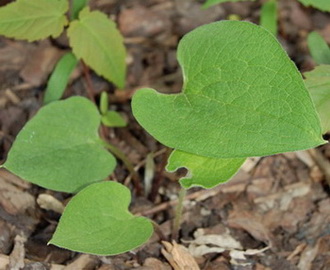 DSC_0001_A_macro_vielleicht1.jpg
