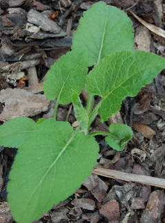 DSC_0003_A_macro_vielleicht.jpg