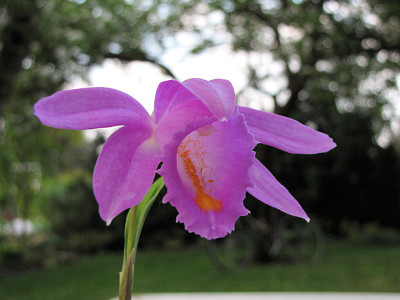 IMG_pln_aur.jpg