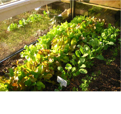 Salat_et_al_Fruhbeet_21.04.09.jpg