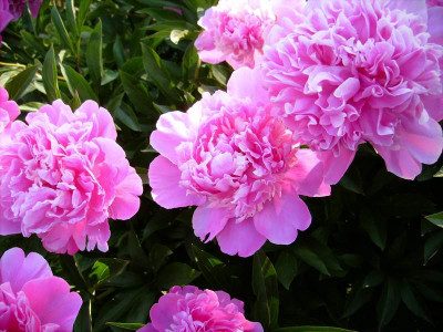 Pfingstrose_07062008.jpg