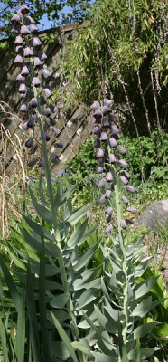 IMG_4894_eFritillaria_persica.JPG