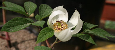 IMG_4928_ePaeonia_obovata_var_japonica.JPG