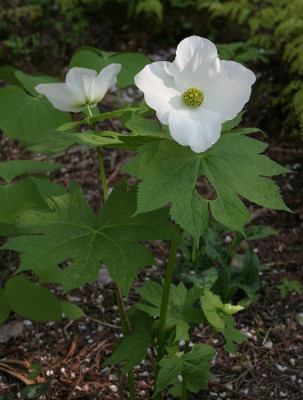 IMG_4904_eGlaucidium_palmatum_var_leucanthum.JPG