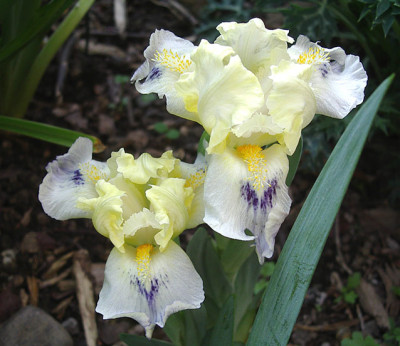 IMGP1018Tahoma.jpg