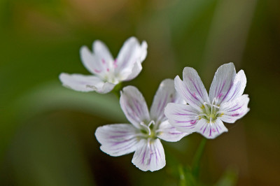 Montia-sibirica-alba-Apr2009.jpg