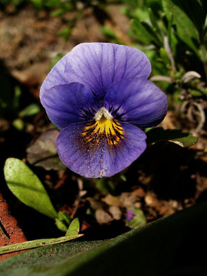 hornveilchen2009_2.jpg