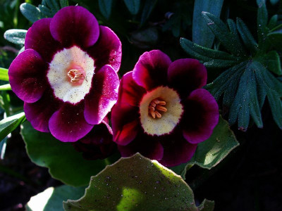 purple_pearl2009.jpg