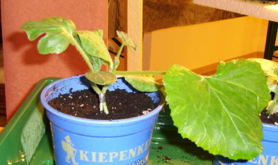 jaymelone014.jpg