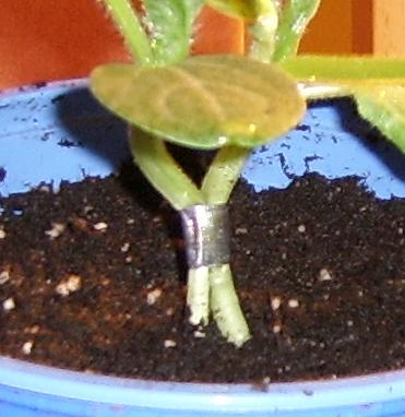 jaymelone015.jpg