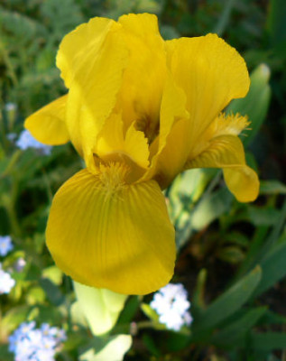 Nana_gelb_090421_a.jpg