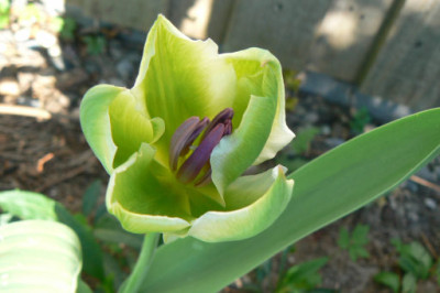 Spring_Green_seltsam.jpg
