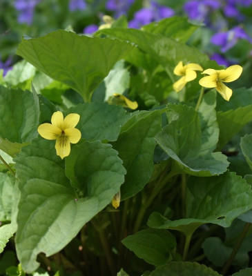IMG_4880_eViola_pubescens.JPG