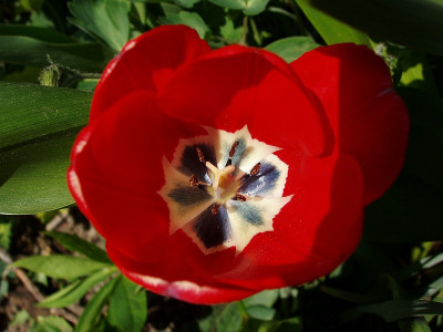 tulpenrot2009.jpg