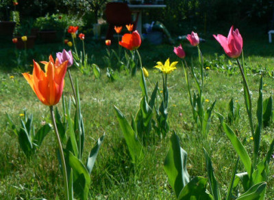 Tulpenwiese.jpg
