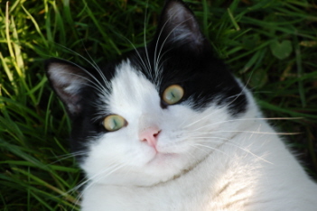 NabuccoPortrait.jpg