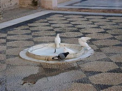 tauben_im_koenigspalast_sevilla3.jpg