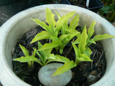 Laterna_Magica_090419.jpg