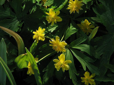 anemone_ranunculoides_plena.jpg