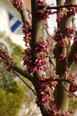 Judasbaum_0010__43930.jpg