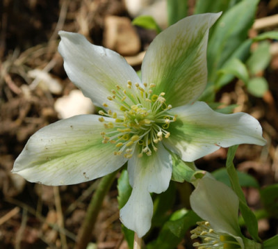 Helleborus_0010__43983.jpg