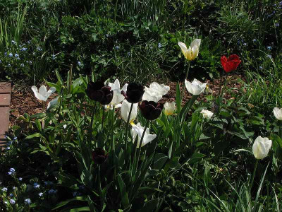 tulpen_mit_ausrutscher.jpg