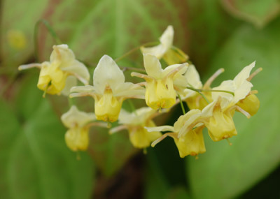 Elfenblume_Sulfureum_0010__43967.jpg