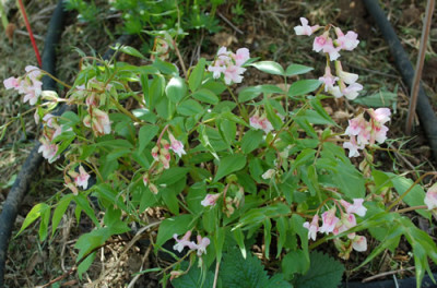 Fruhlings-Platterbse_0010__43981.jpg