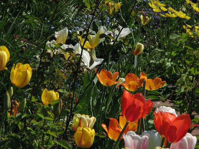tulpenbunt2009_1.jpg