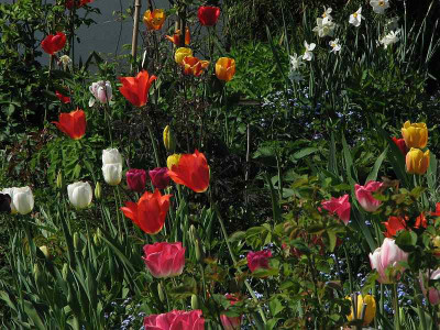 tulpenbunt2009_2.jpg