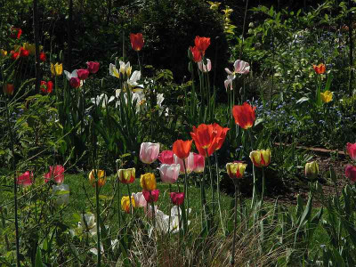 tulpenbunt2009_3.jpg