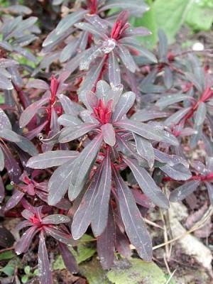 euphorbia_a.jpg