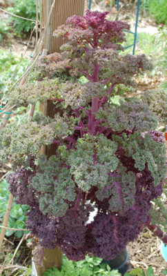 Roter_Federkohl_0010__43926.jpg