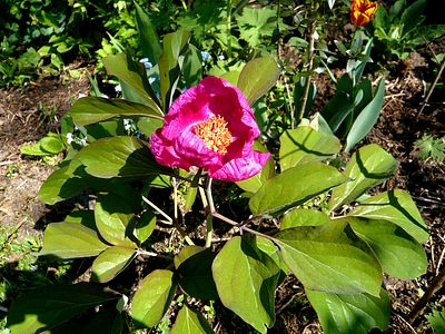 Paeonia_daurica_ssp._coriifolia_fars_2009.jpg