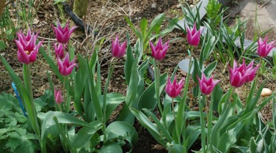 Lilienblutige_Tulpe_Burgundy_0010__43905.jpg