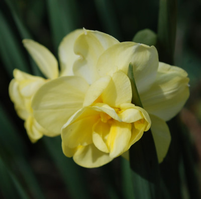 Narzisse_Yellow_Cheerfulness_0010__43904.jpg